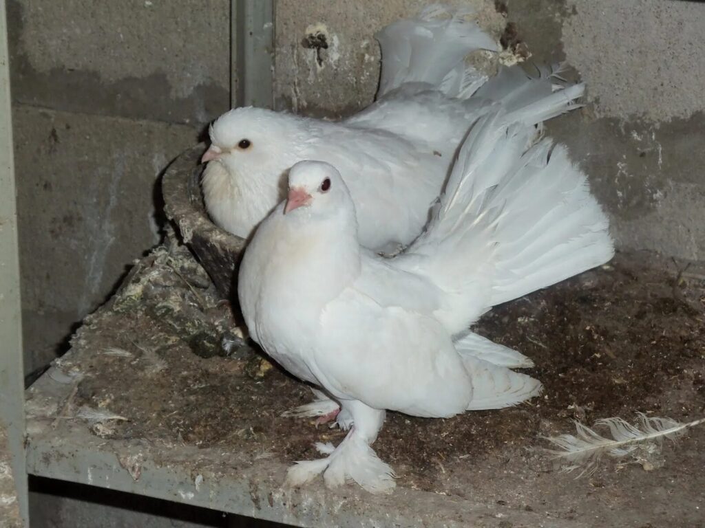 Луганские голуби